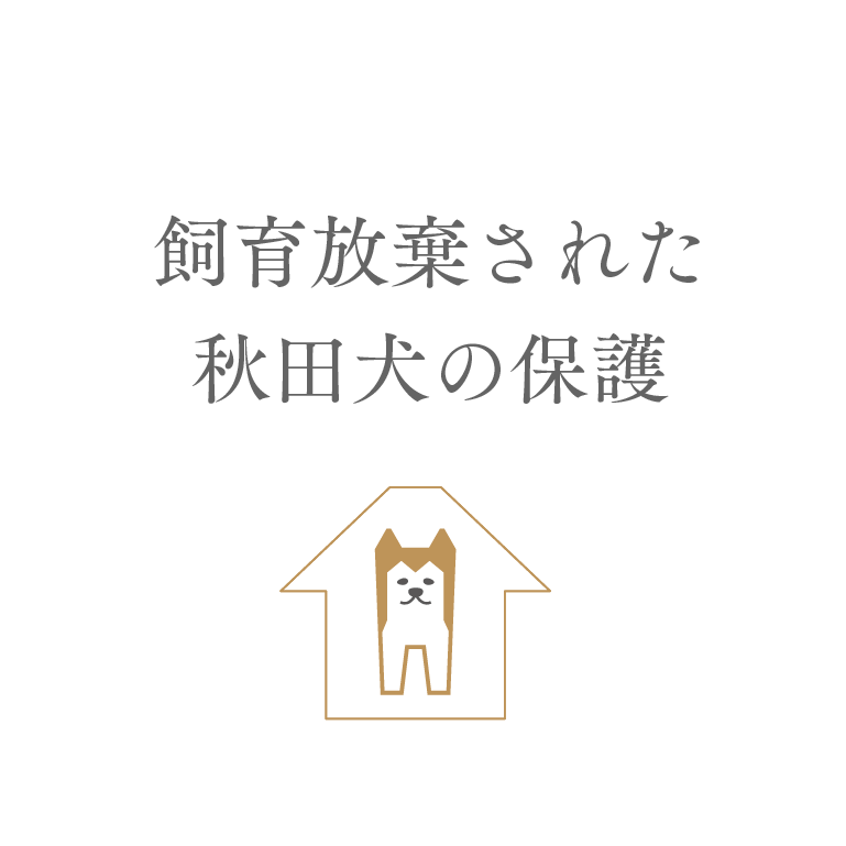 飼育放棄された秋田犬の保護