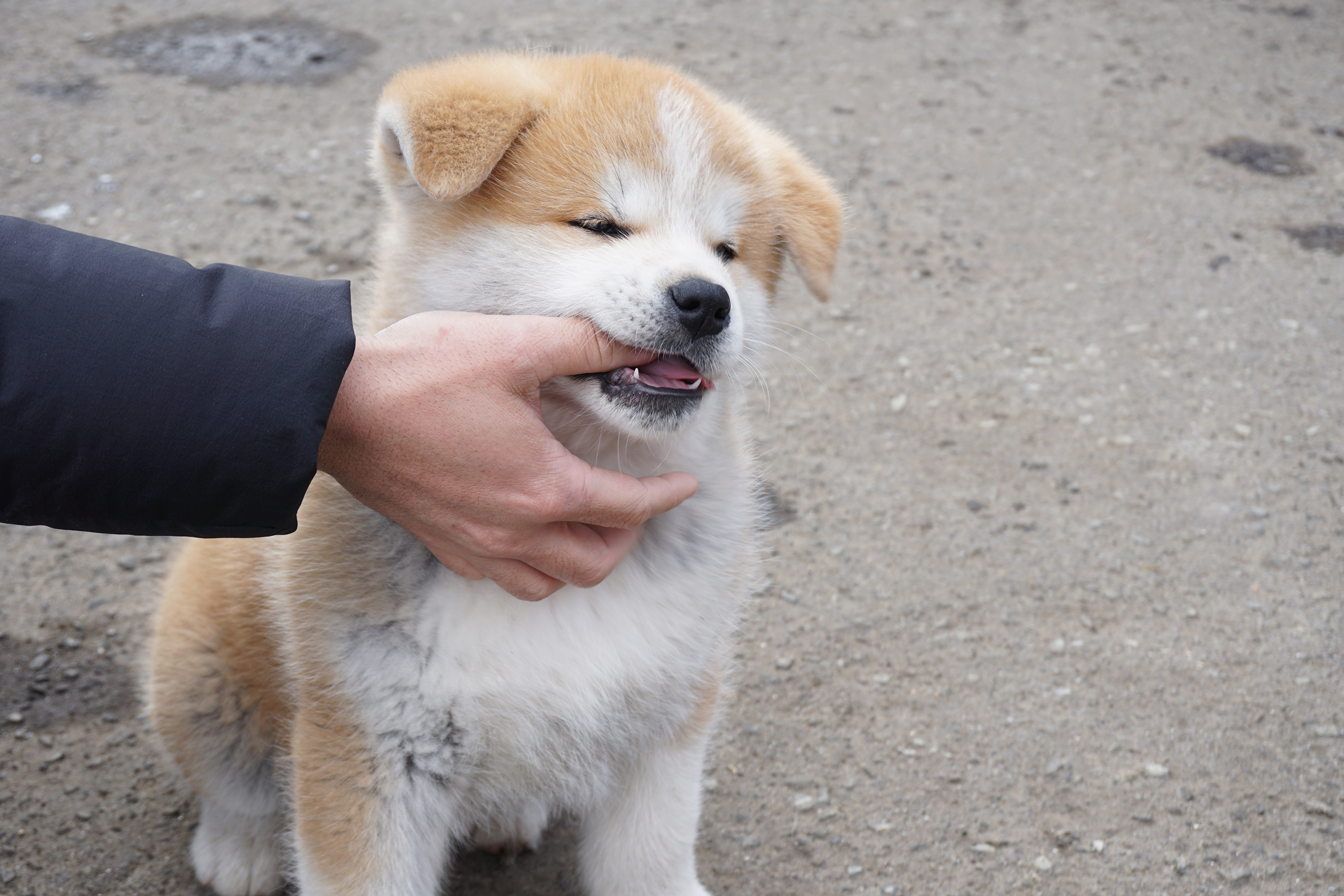 比内三岳荘の元気に遊んでくれた子犬ちゃん達