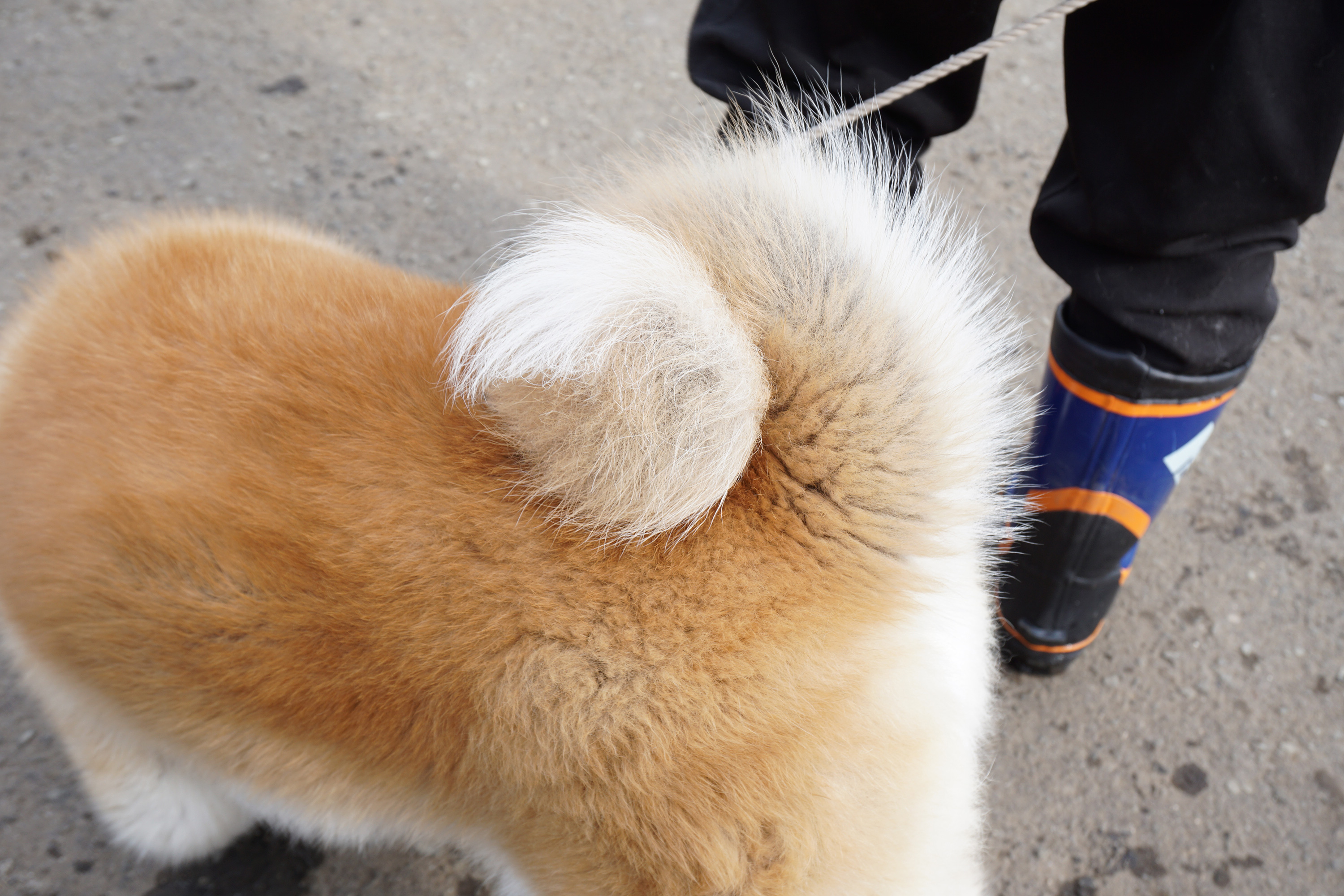 比内三岳荘の元気に遊んでくれた子犬ちゃん達