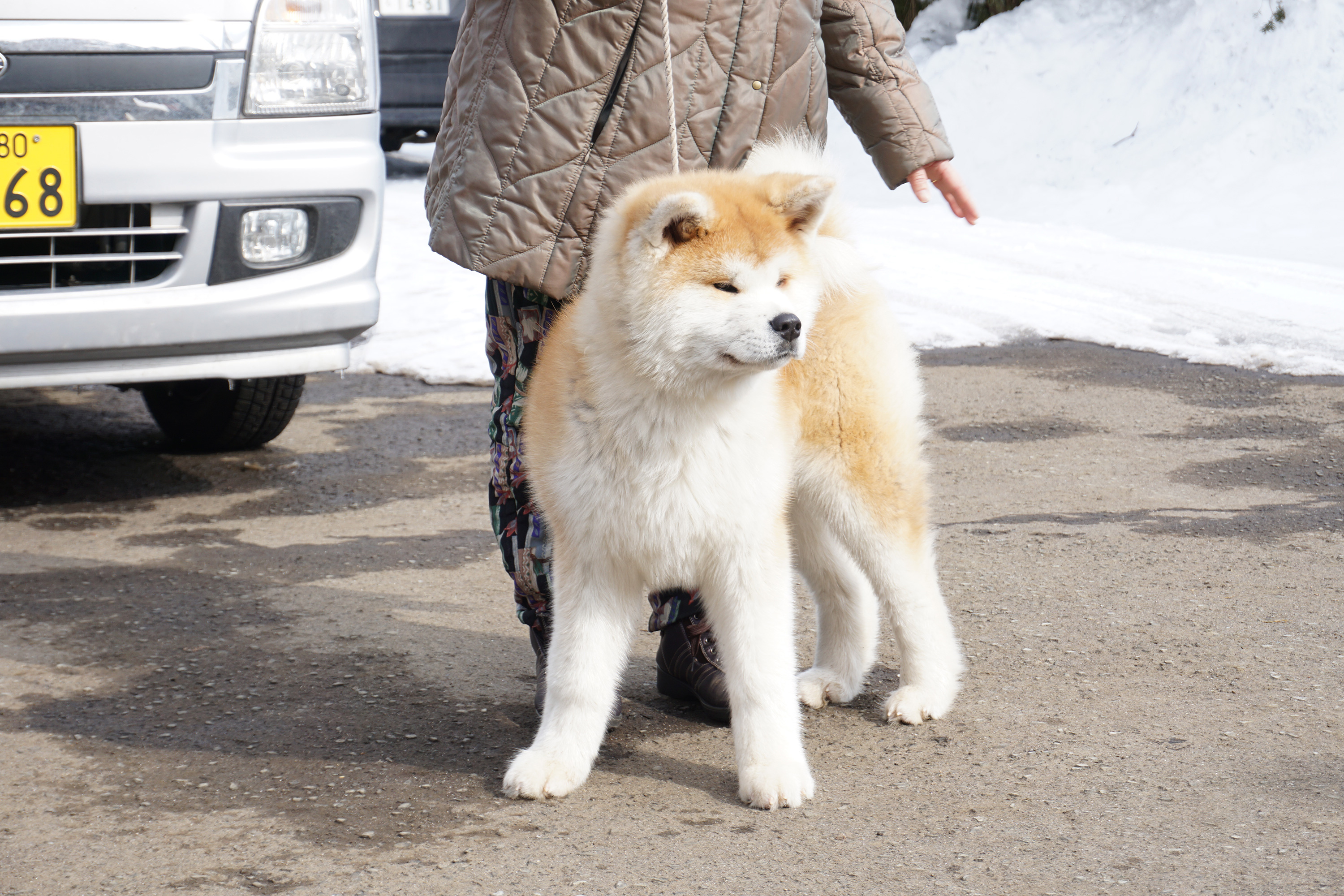 比内三岳荘の元気に遊んでくれた子犬ちゃん達