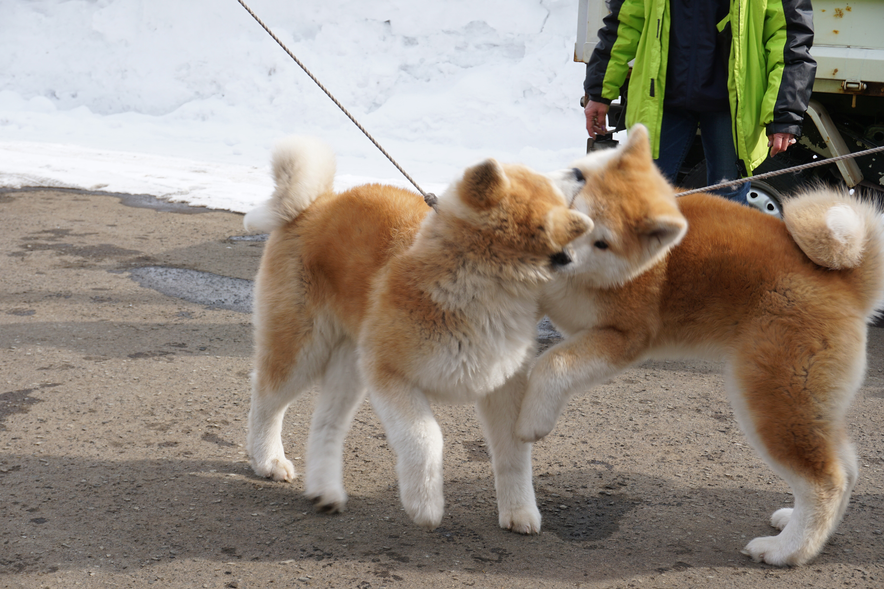 比内三岳荘の元気に遊んでくれた子犬ちゃん達