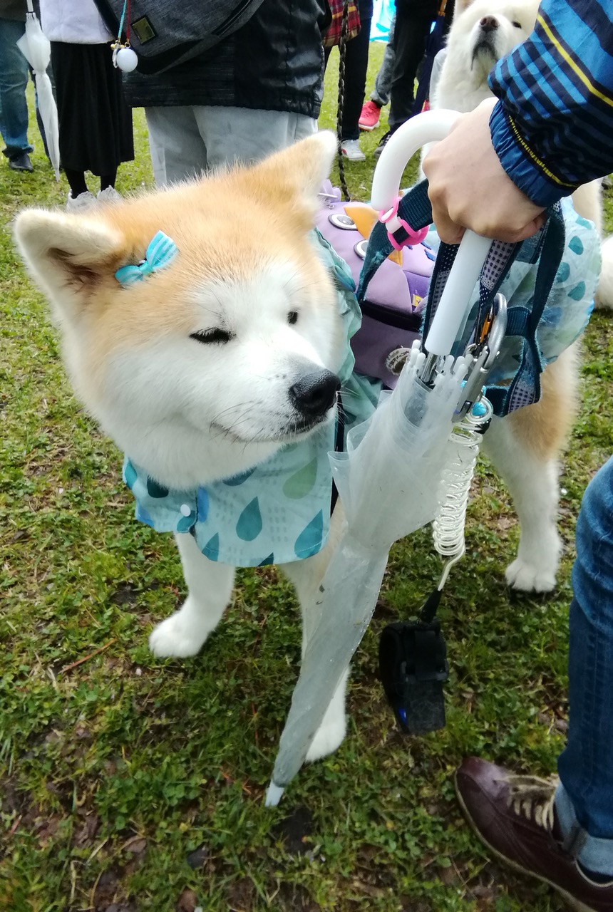 秋田犬保存会本部展で出会った秋田犬 その3〜桂城公園お散歩編〜
