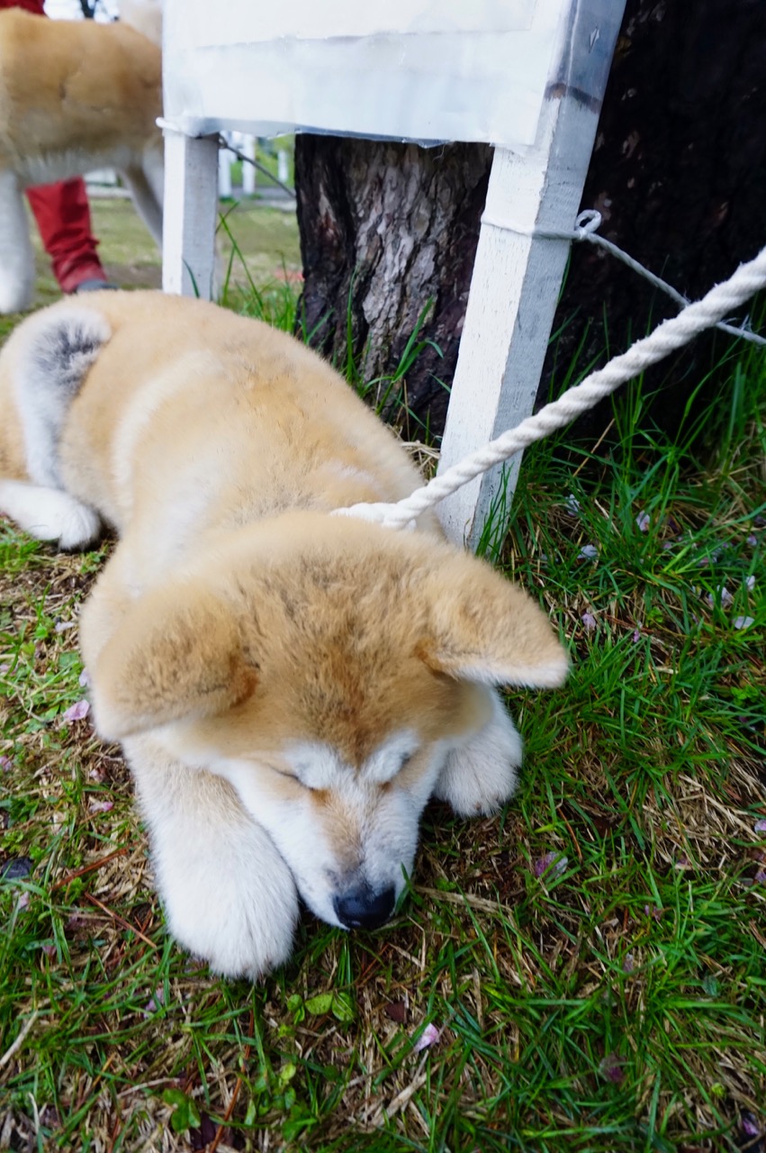 秋田犬保存会本部展で出会った秋田犬 その3〜桂城公園お散歩編〜