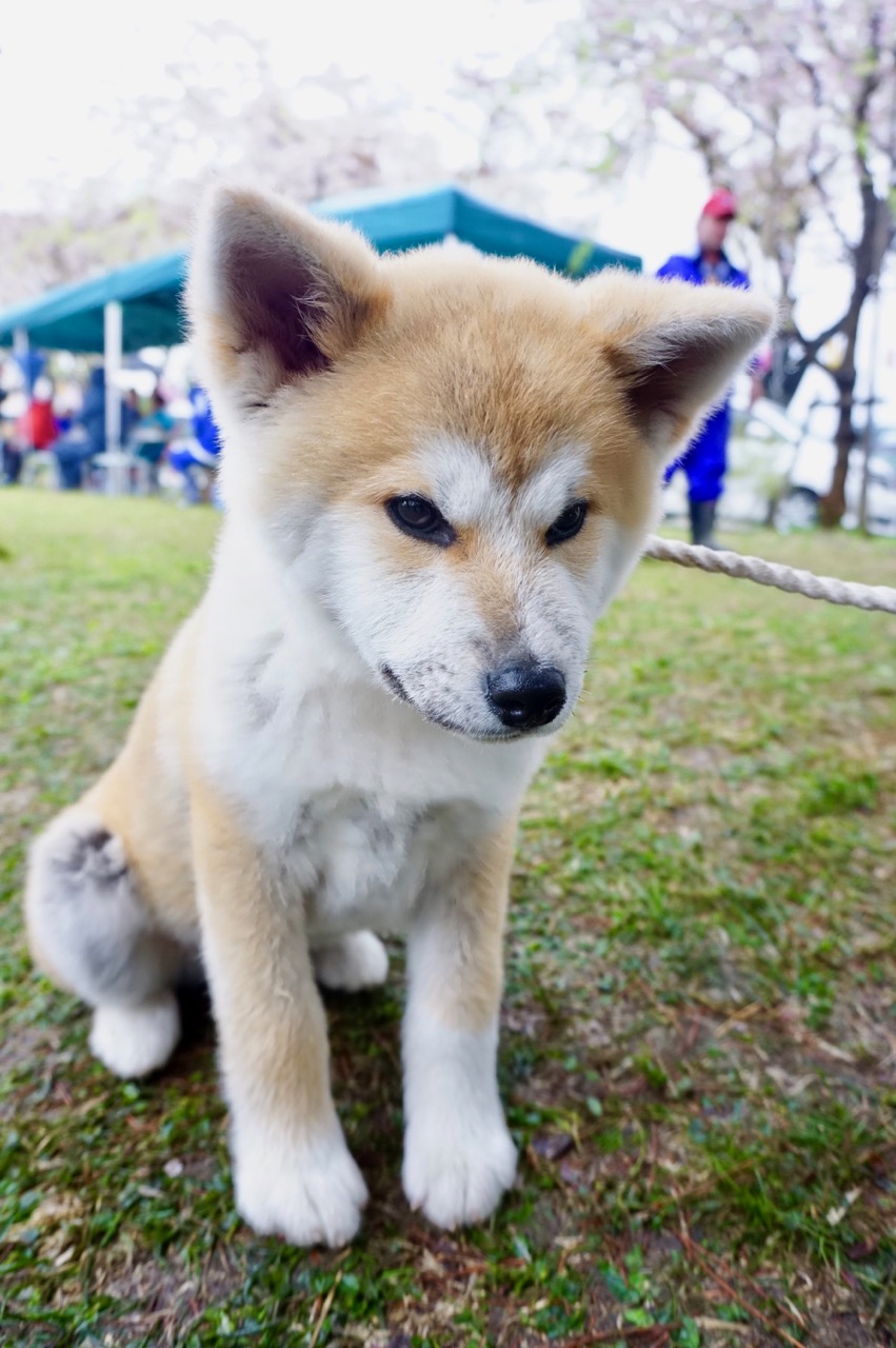 秋田犬保存会本部展で出会った秋田犬 その3〜桂城公園お散歩編〜