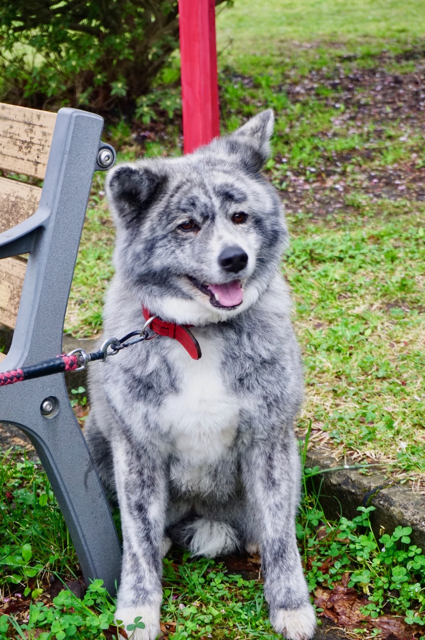 秋田犬保存会本部展で出会った秋田犬 その2〜桂城公園お散歩編〜