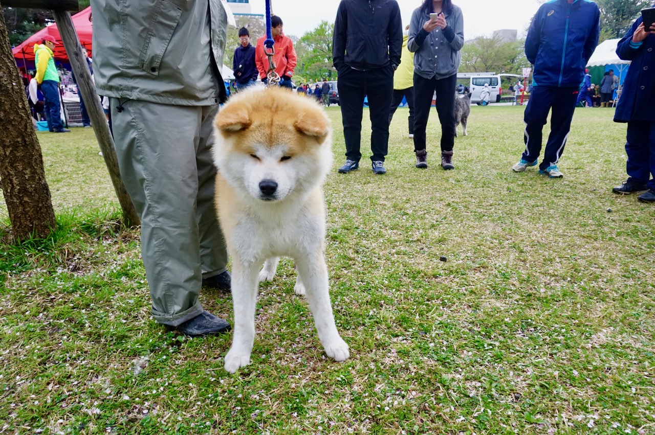 秋田犬保存会本部展で出会った秋田犬 その2〜桂城公園お散歩編〜