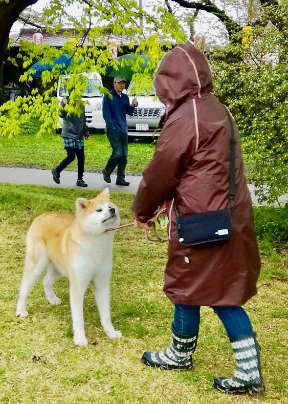 秋田犬保存会本部展で出会った秋田犬 その2〜桂城公園お散歩編〜