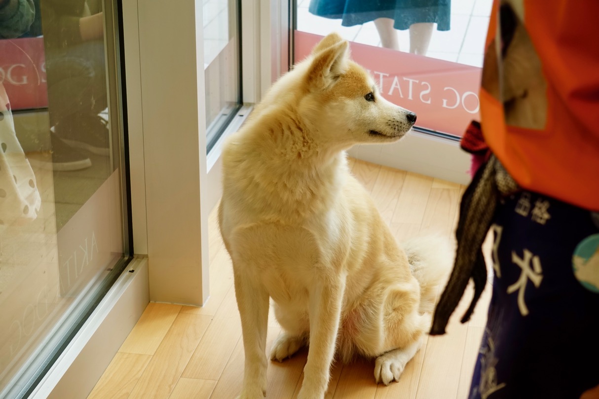 秋田犬ステーション、好評活動中