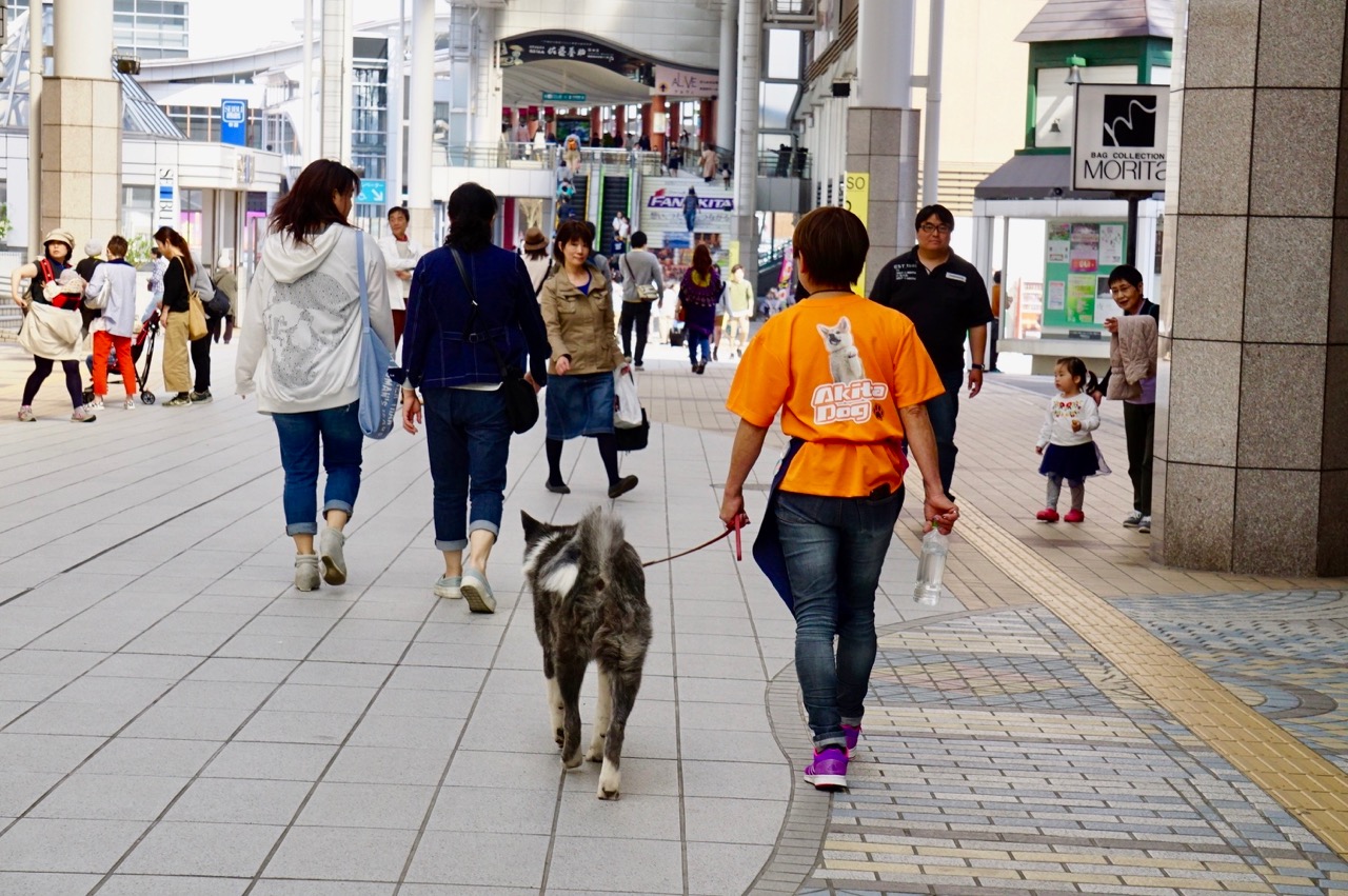 秋田犬ステーション、好評活動中