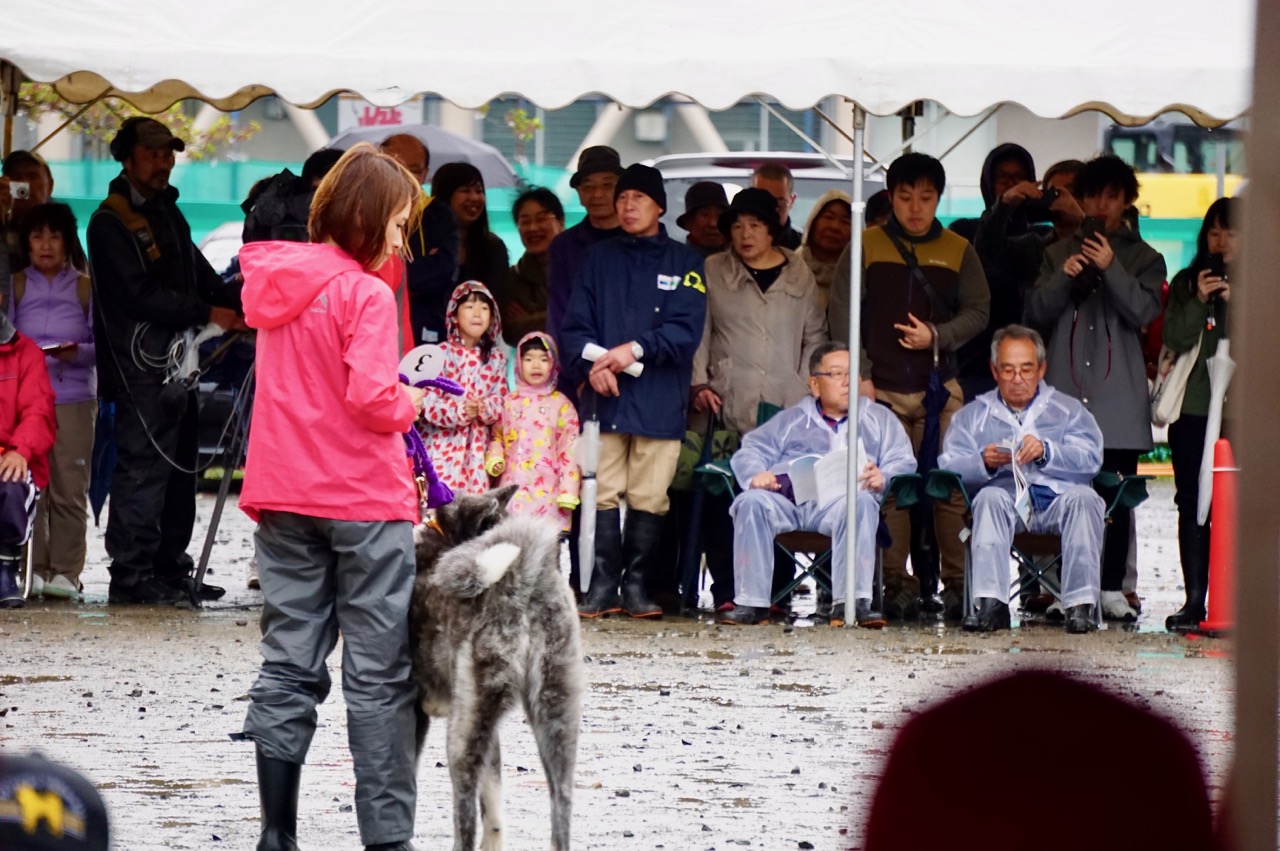 編集長取材日記◆秋田犬保存会の本部展潜入