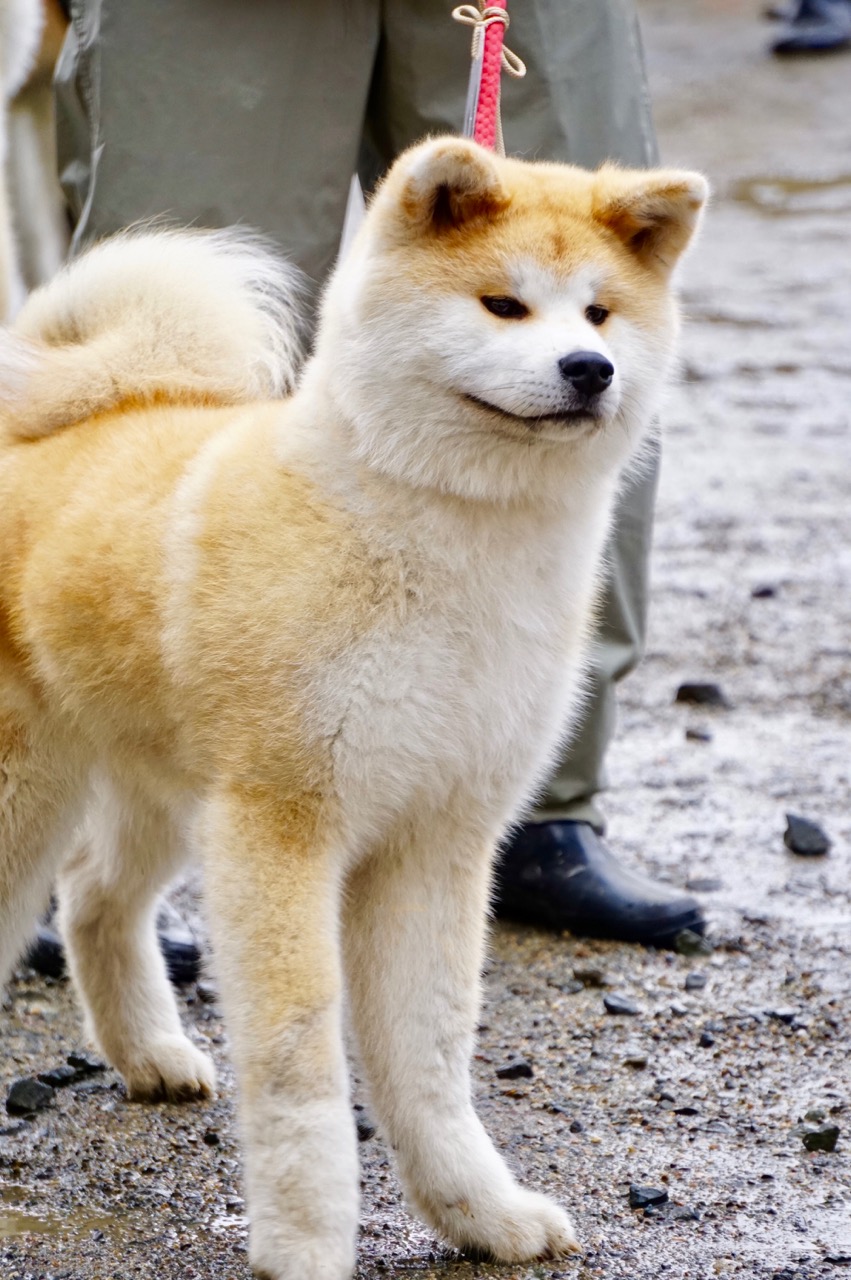 秋田犬保存会本部展で出会った秋田犬 その1〜本部展編〜