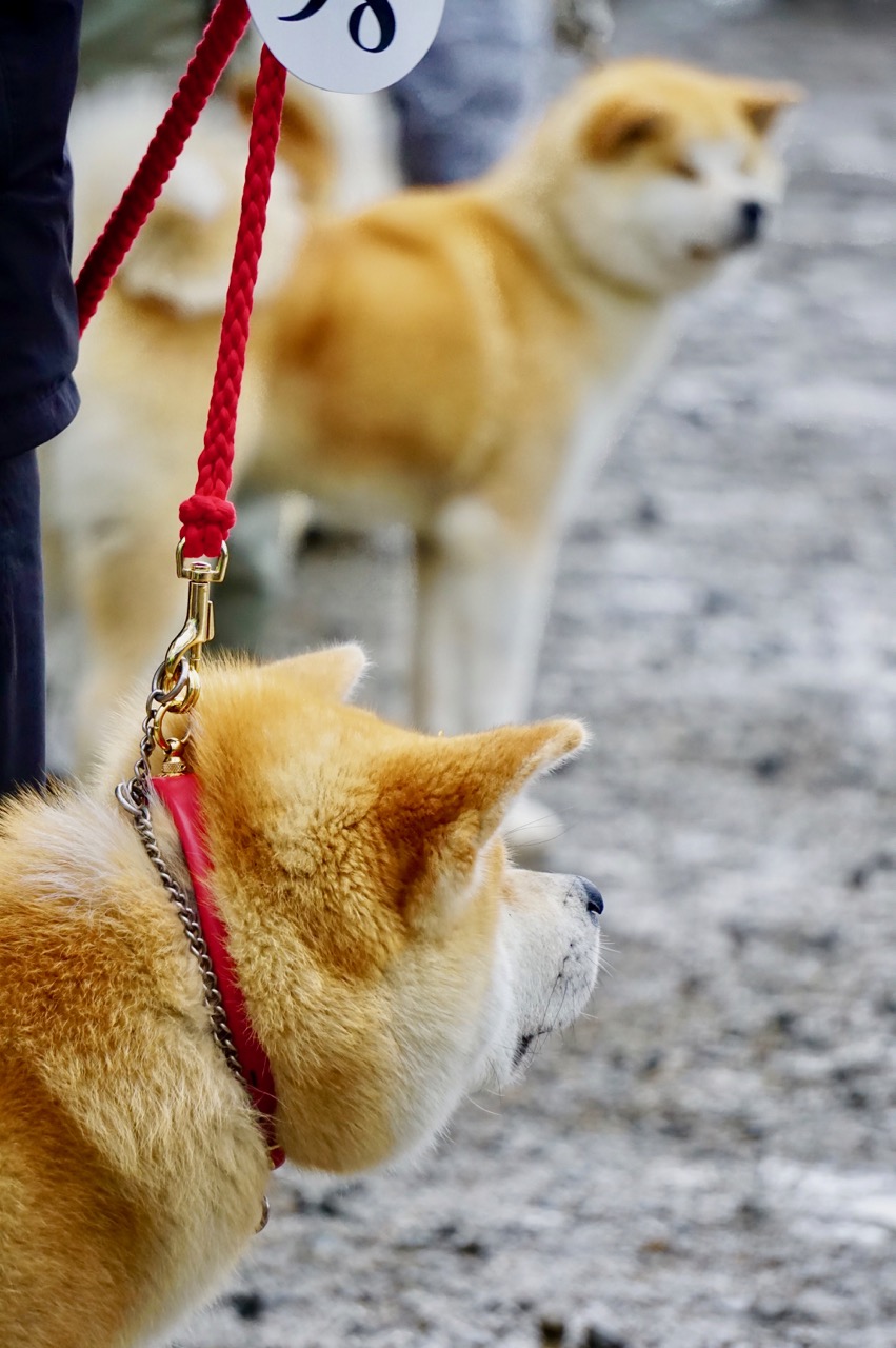 編集長取材日記◆秋田犬保存会の本部展潜入