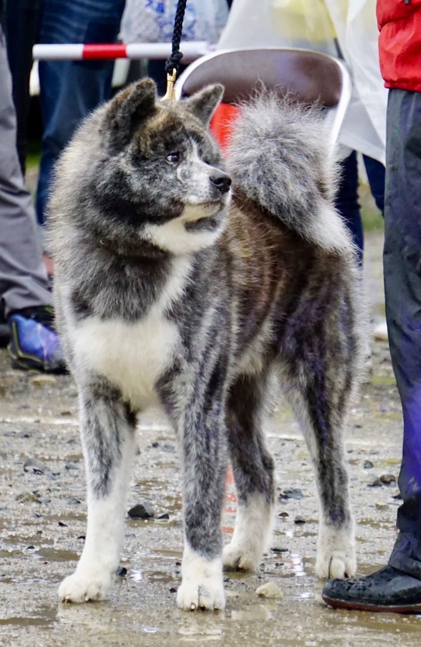 秋田犬保存会本部展で出会った秋田犬 その1〜本部展編〜
