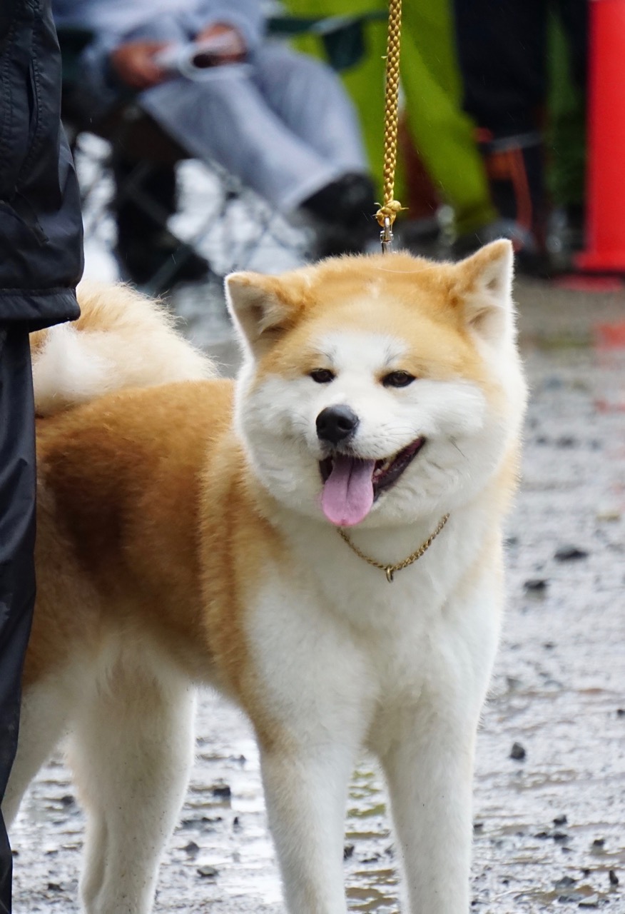 秋田犬保存会本部展で出会った秋田犬 その1〜本部展編〜