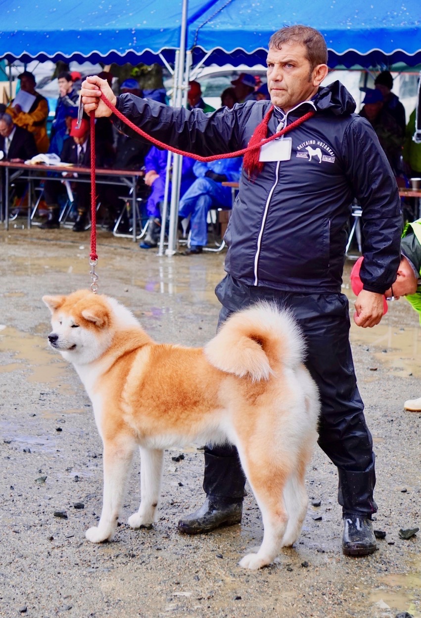 秋田犬保存会本部展で出会った秋田犬 その1〜本部展編〜