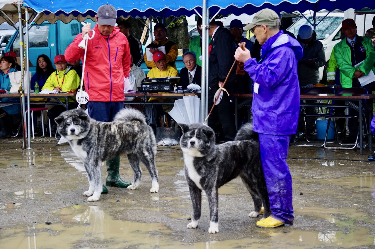秋田犬保存会本部展で出会った秋田犬 その1〜本部展編〜