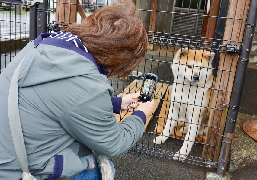 秋田犬保存会本部展で出会った秋田犬 その3〜桂城公園お散歩編〜