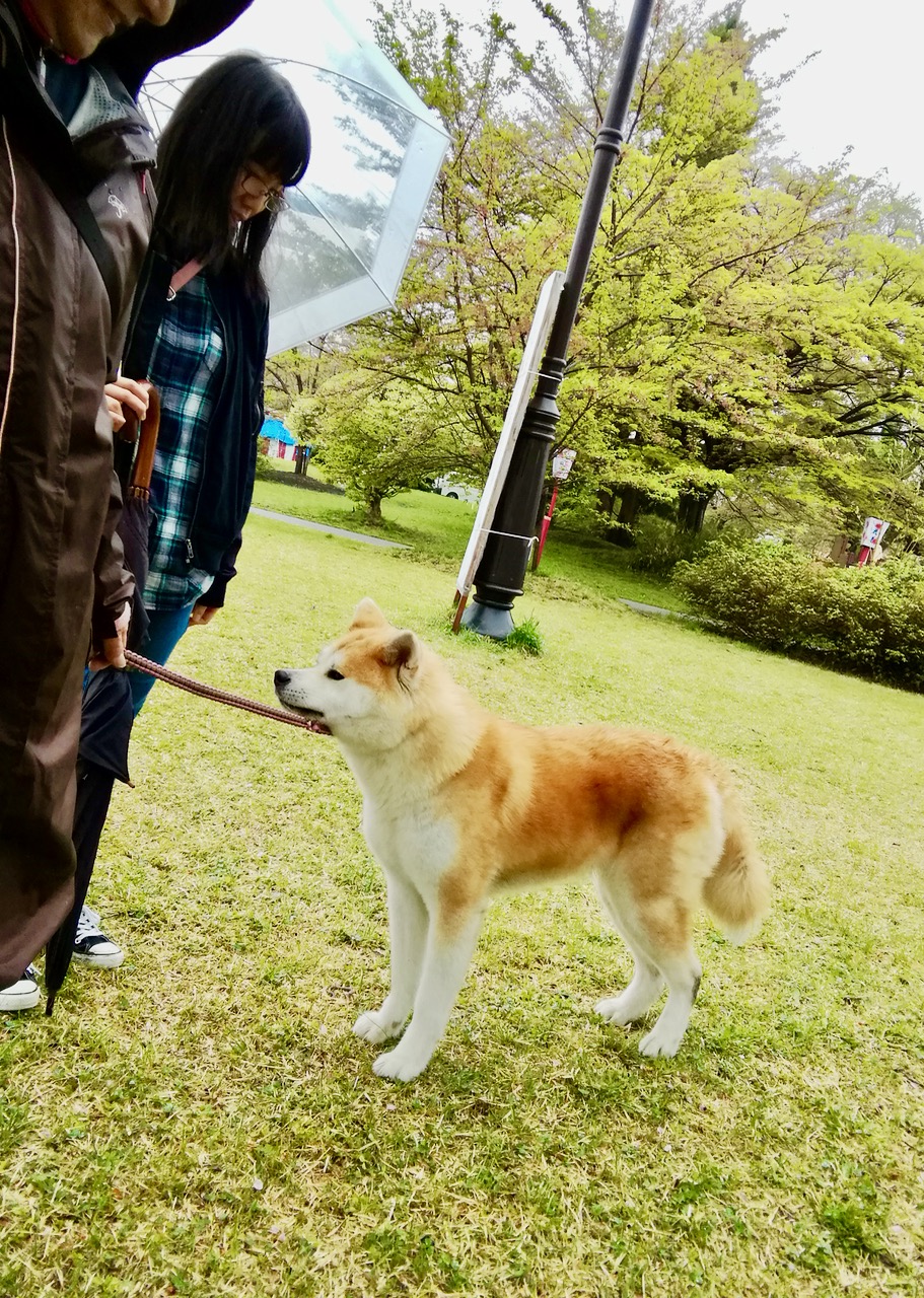 秋田犬保存会本部展で出会った秋田犬 その2〜桂城公園お散歩編〜