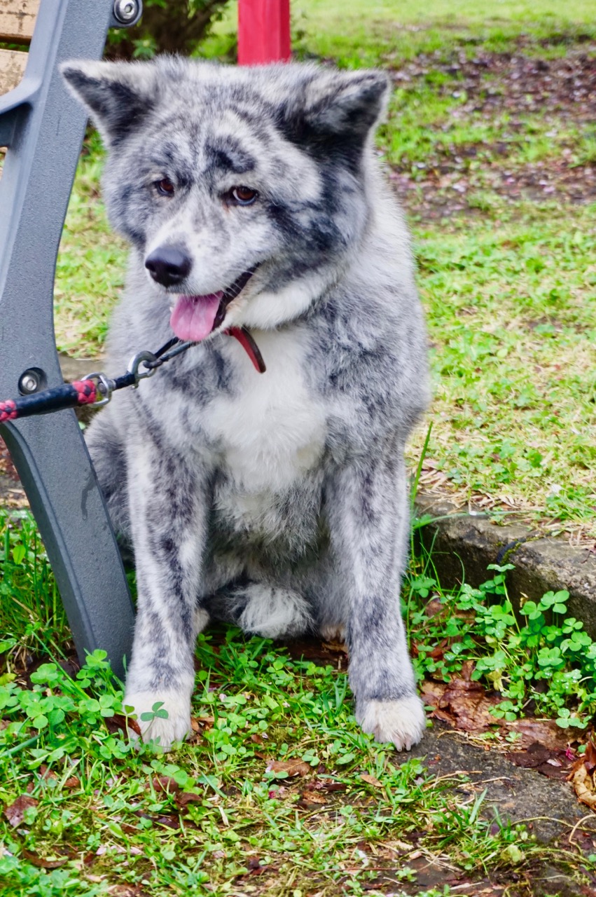 秋田犬保存会本部展で出会った秋田犬 その2〜桂城公園お散歩編〜