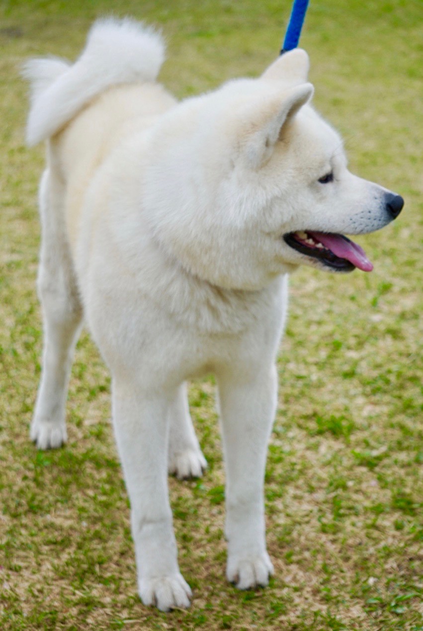 秋田犬保存会本部展で出会った秋田犬 その3〜桂城公園お散歩編〜