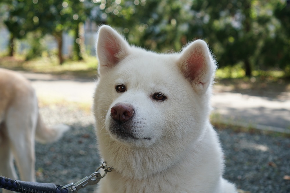 里親募集のお知らせ