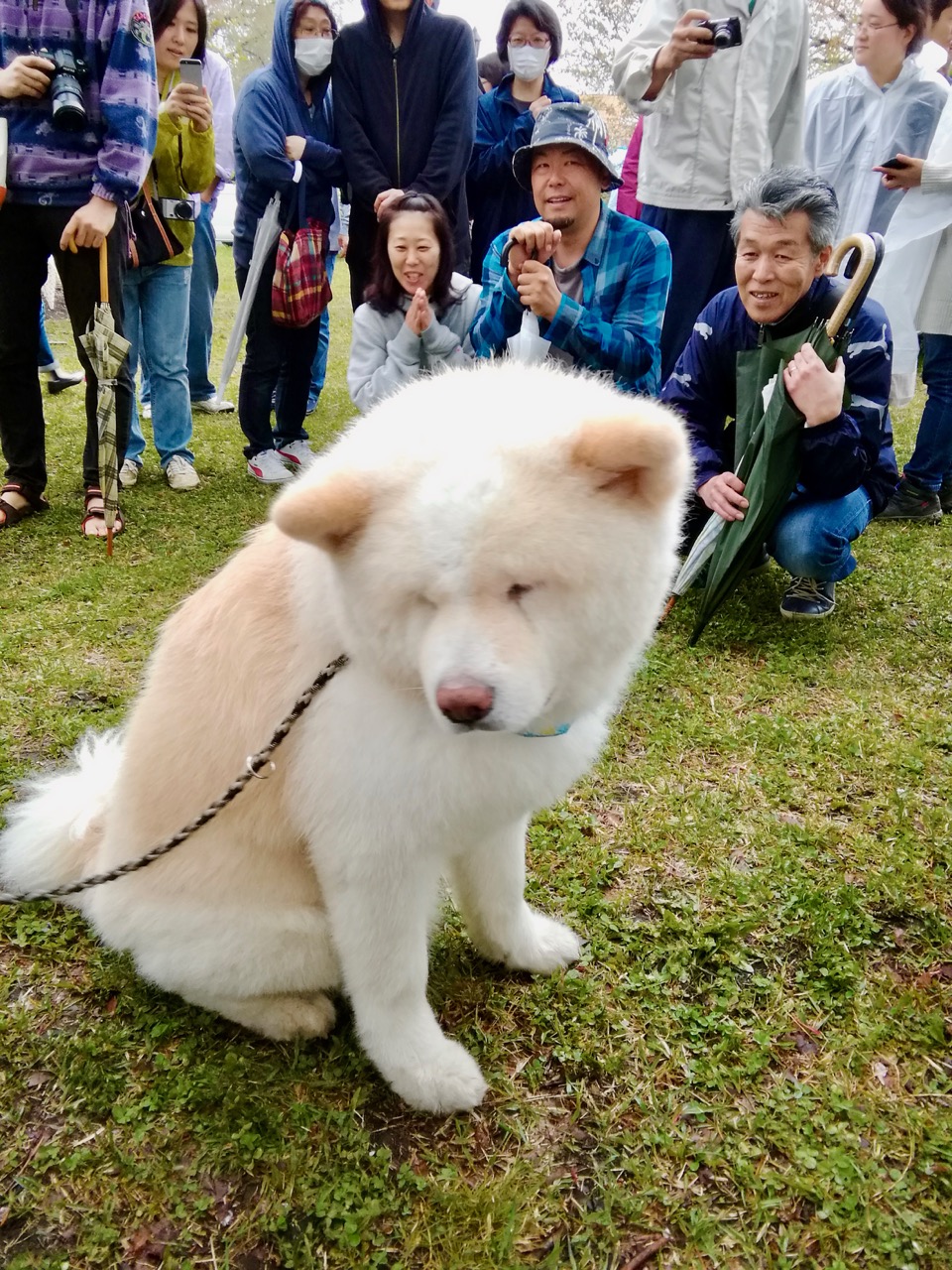 秋田犬保存会本部展で出会った秋田犬 その2〜桂城公園お散歩編〜