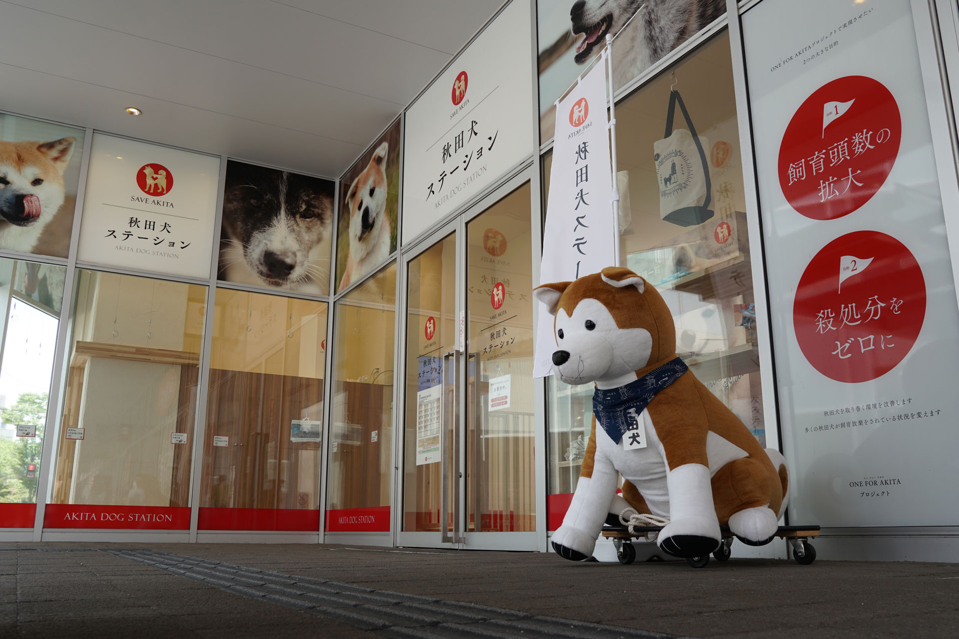 秋田犬ステーション&保護犬「疾風（はやて）」近況