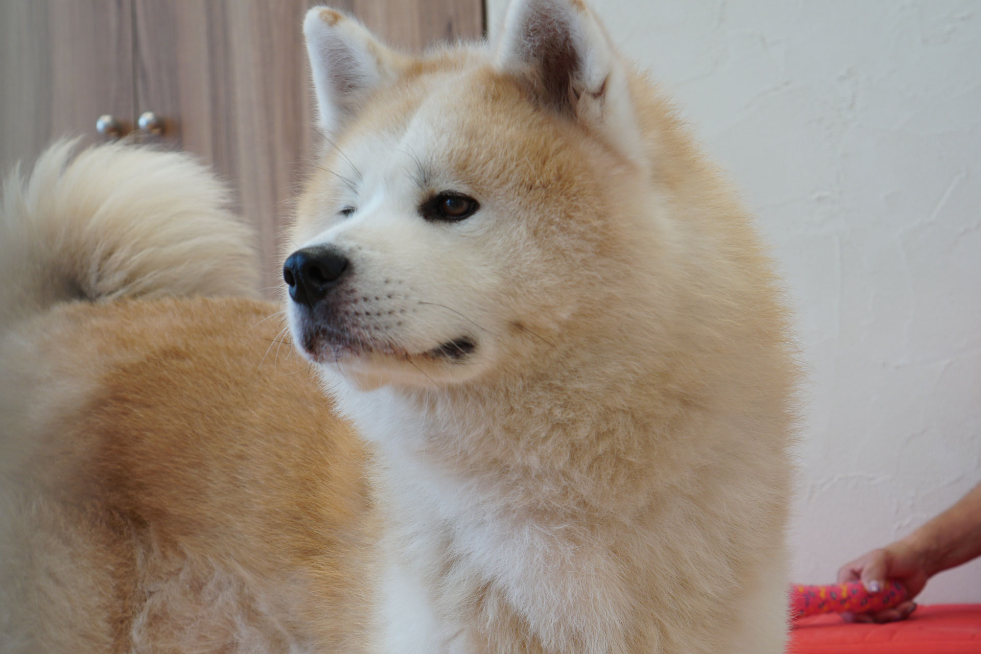 秋田犬ステーション&保護犬「疾風（はやて）」近況