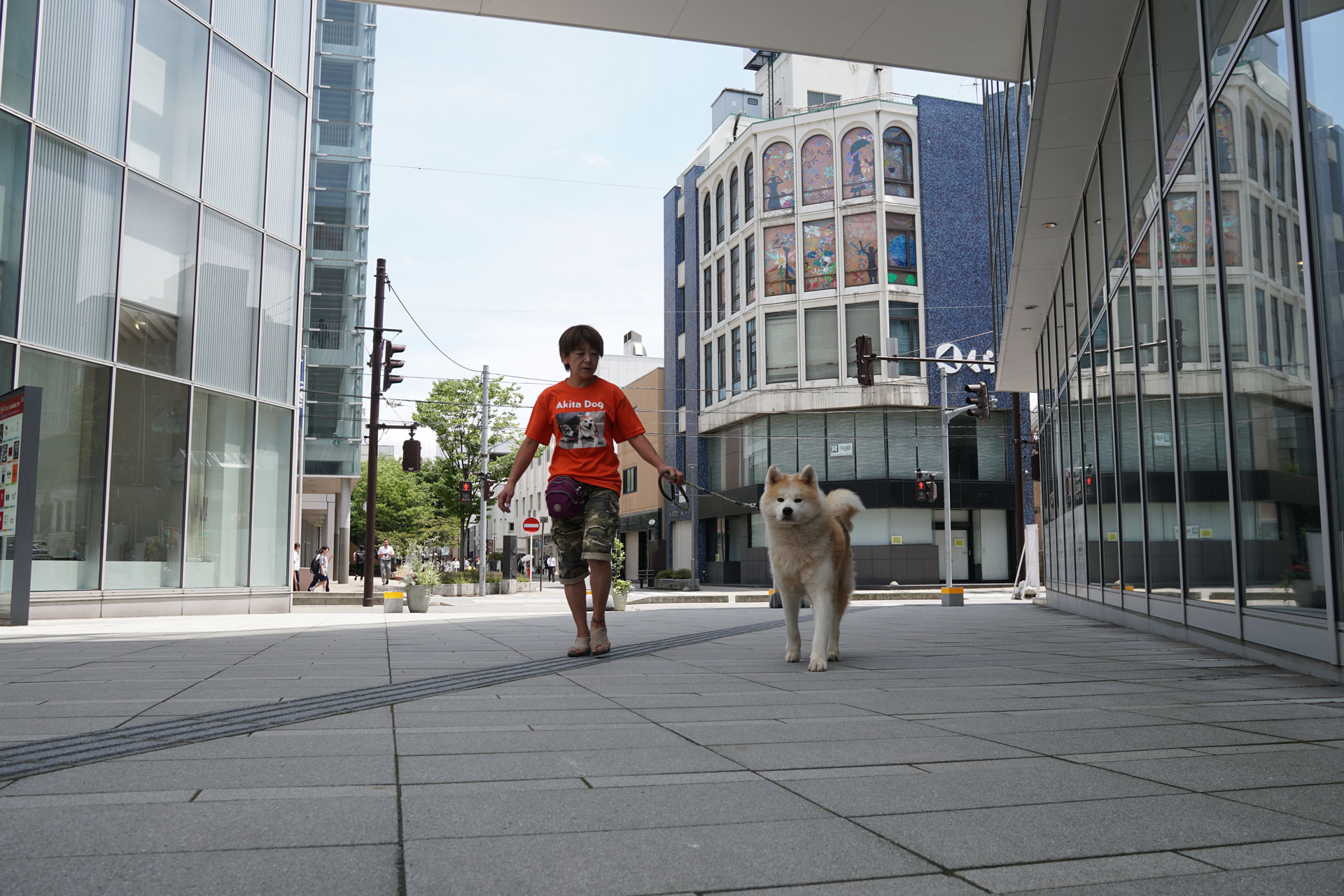 秋田犬ステーション&保護犬「疾風（はやて）」近況