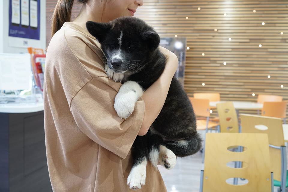 編集部取材日記◆秋田犬の仔犬、里親さんのもとへ