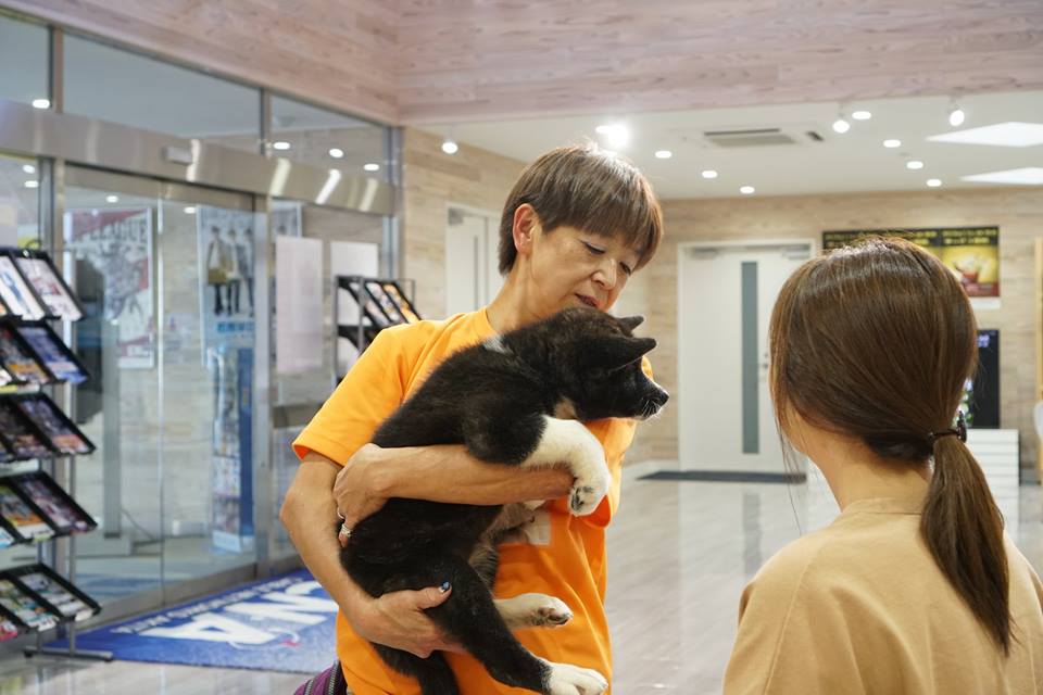 編集部取材日記◆秋田犬の仔犬、里親さんのもとへ