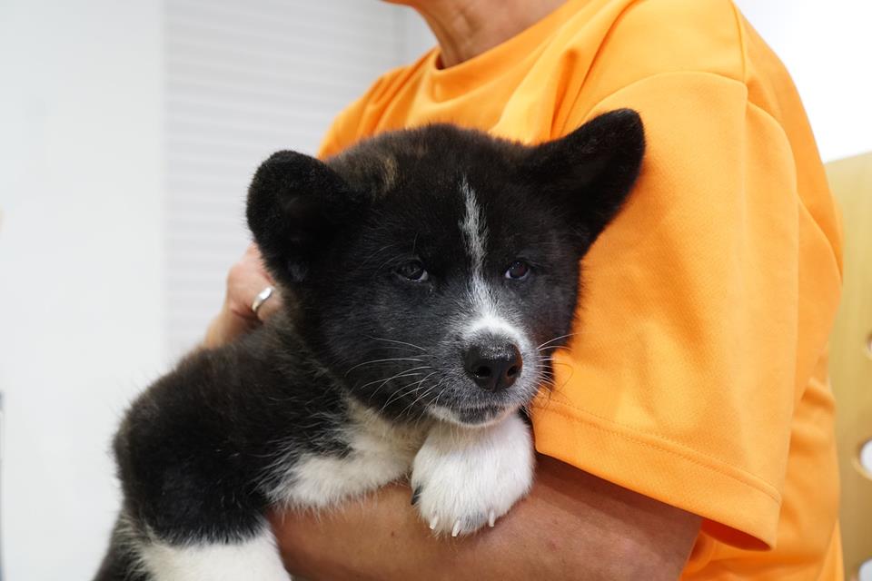 編集部取材日記◆秋田犬の仔犬、里親さんのもとへ