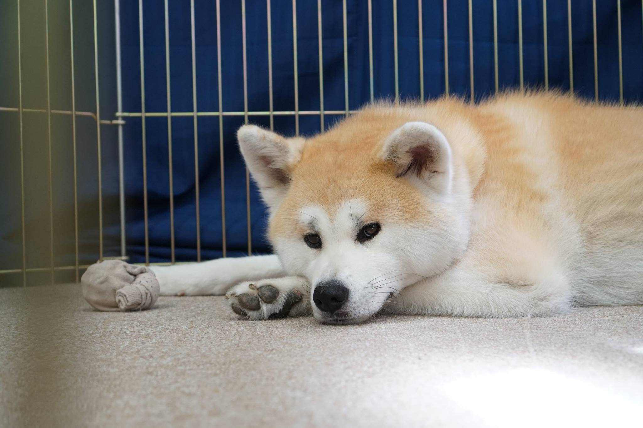 秋田犬に会いに行く◆秋田犬ふれあい処