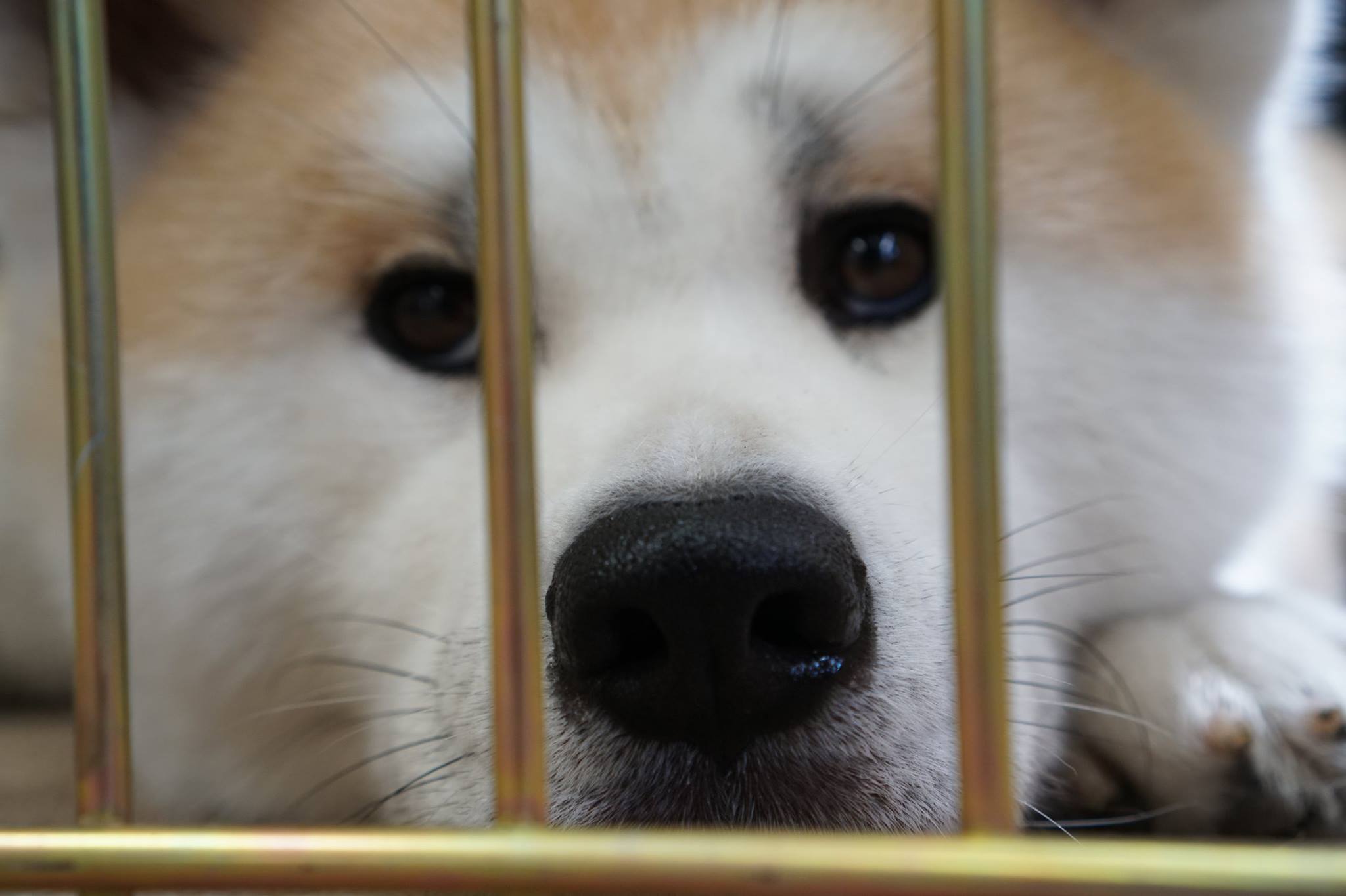 秋田犬に会いに行く◆秋田犬ふれあい処