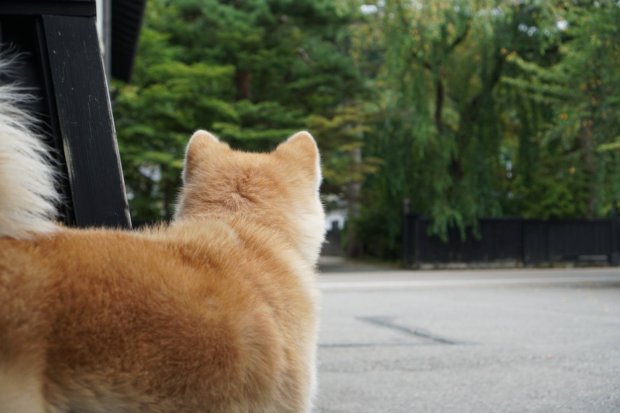 秋田犬に会いに行く◆角館さとくガーデン