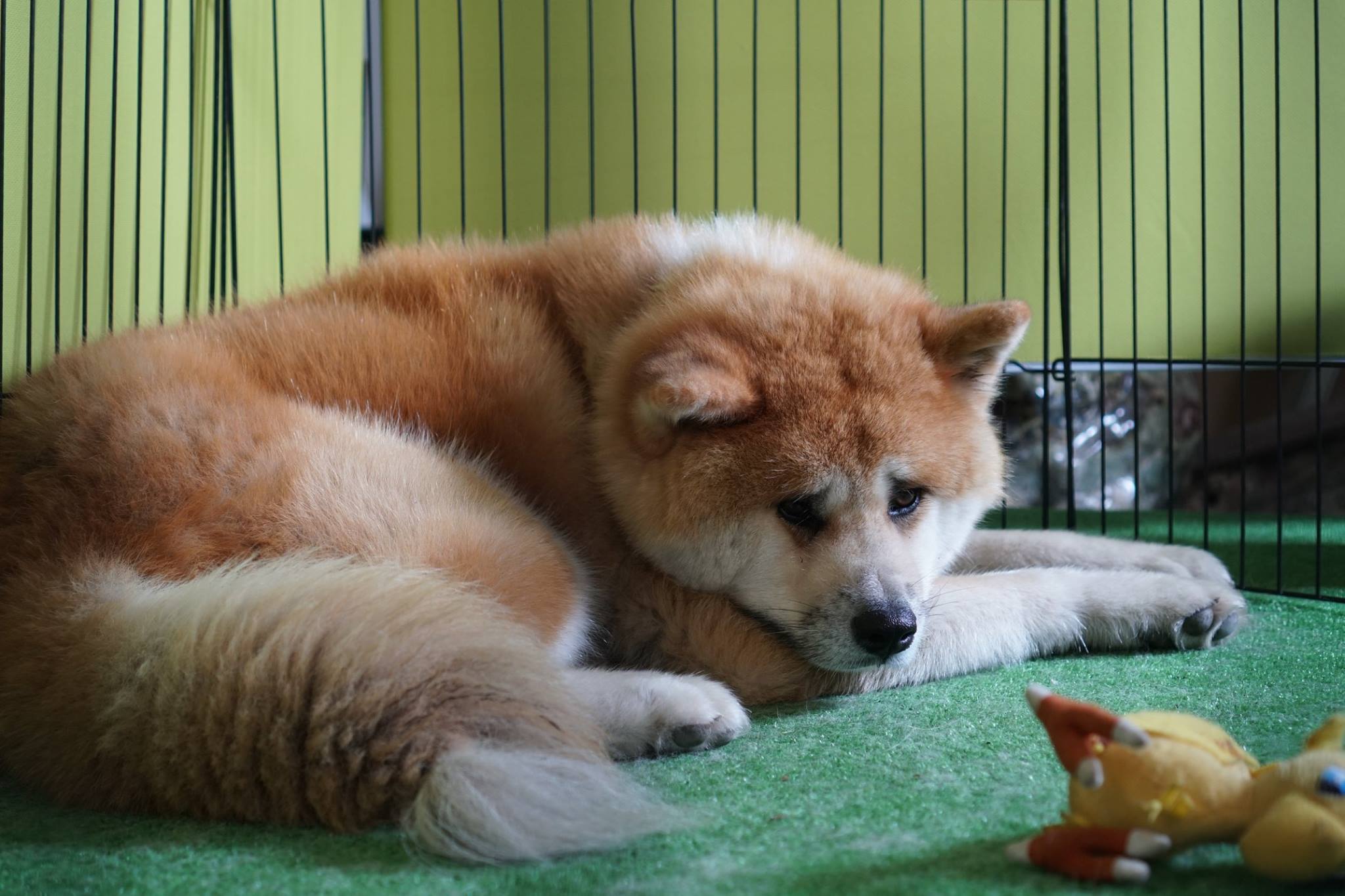秋田犬に会いに行く◆秋田犬保存会/秋田犬会館