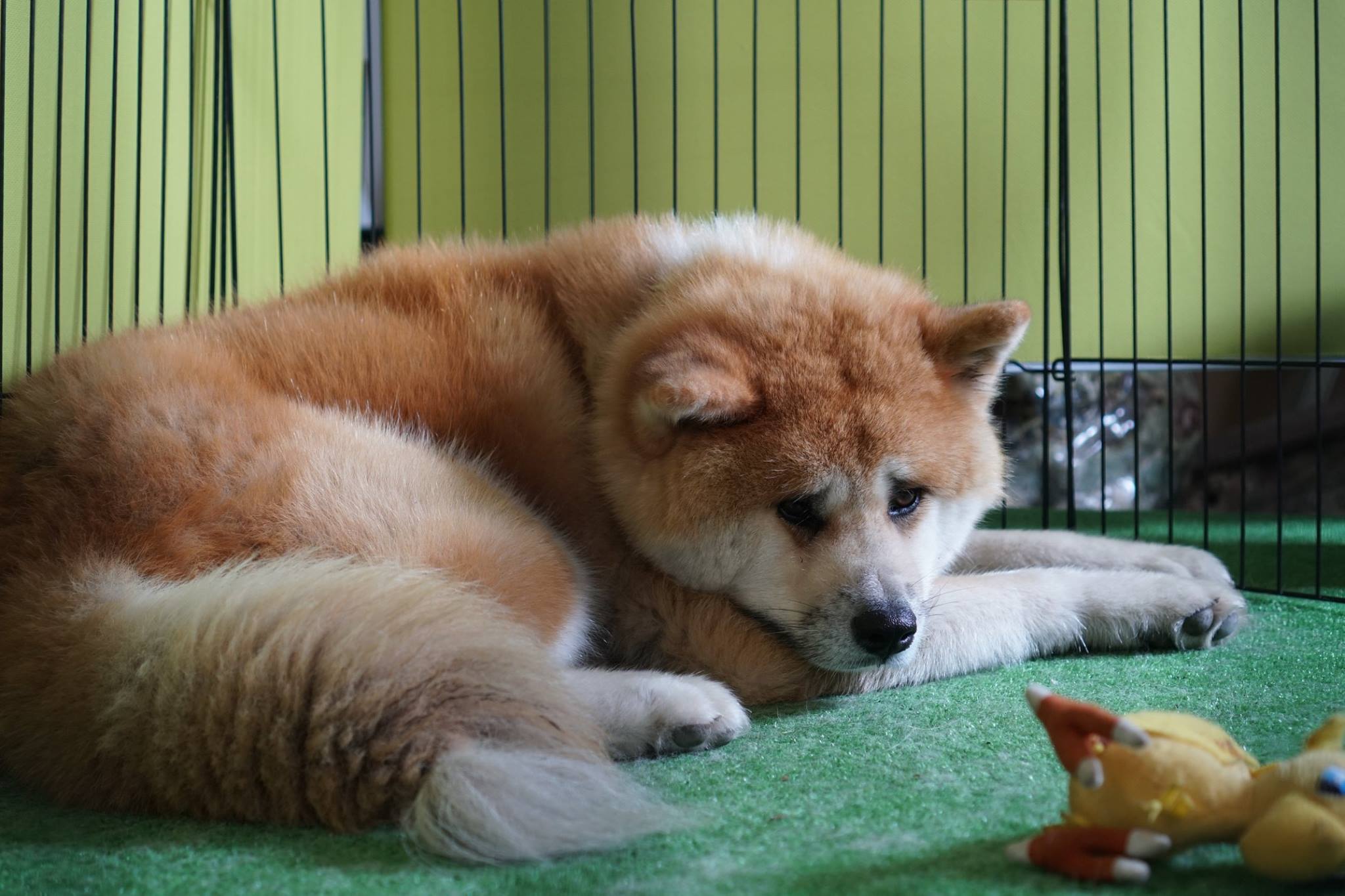 秋田犬のコト