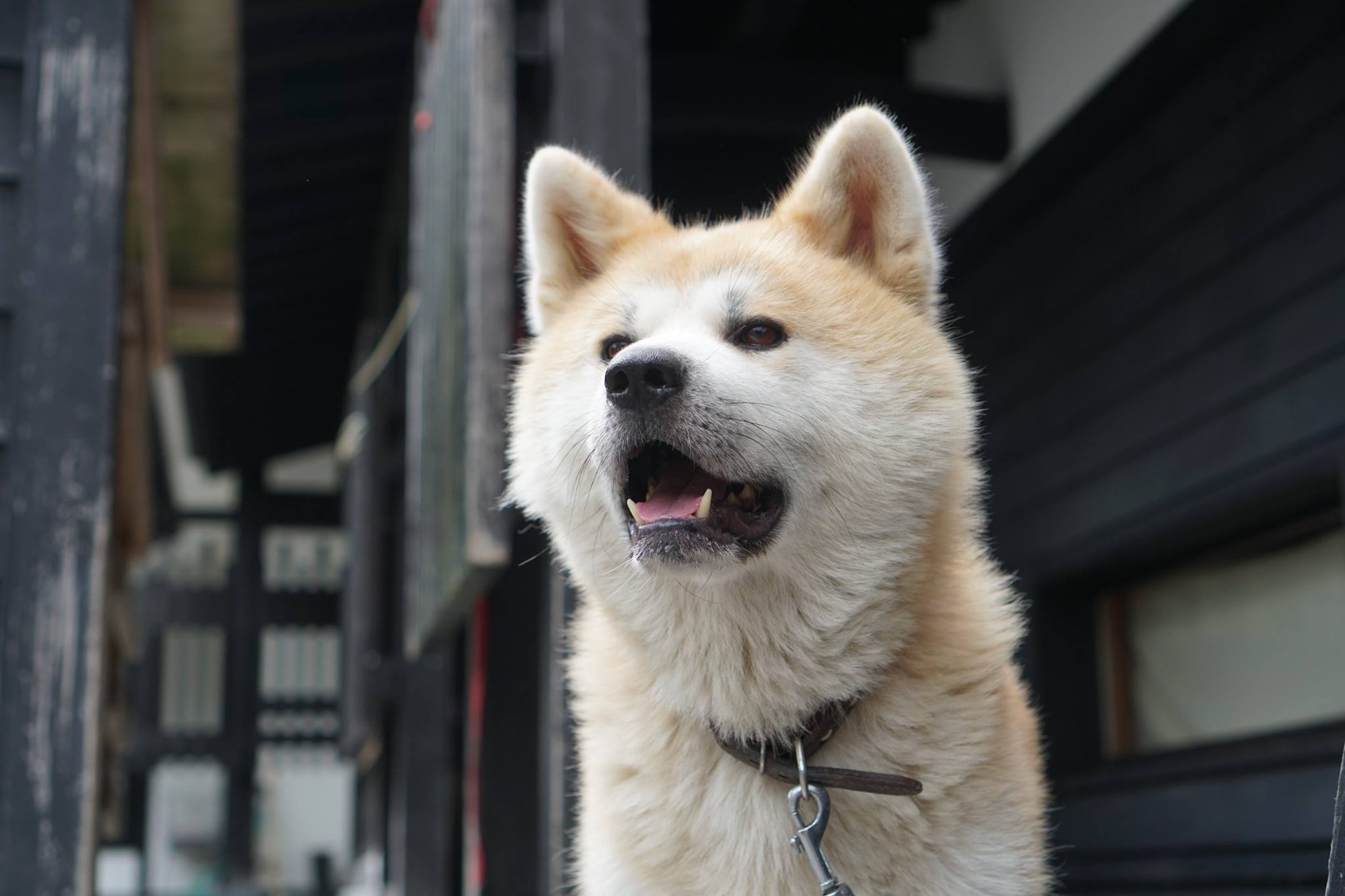 秋田犬に会いに行く◆角館さとくガーデン