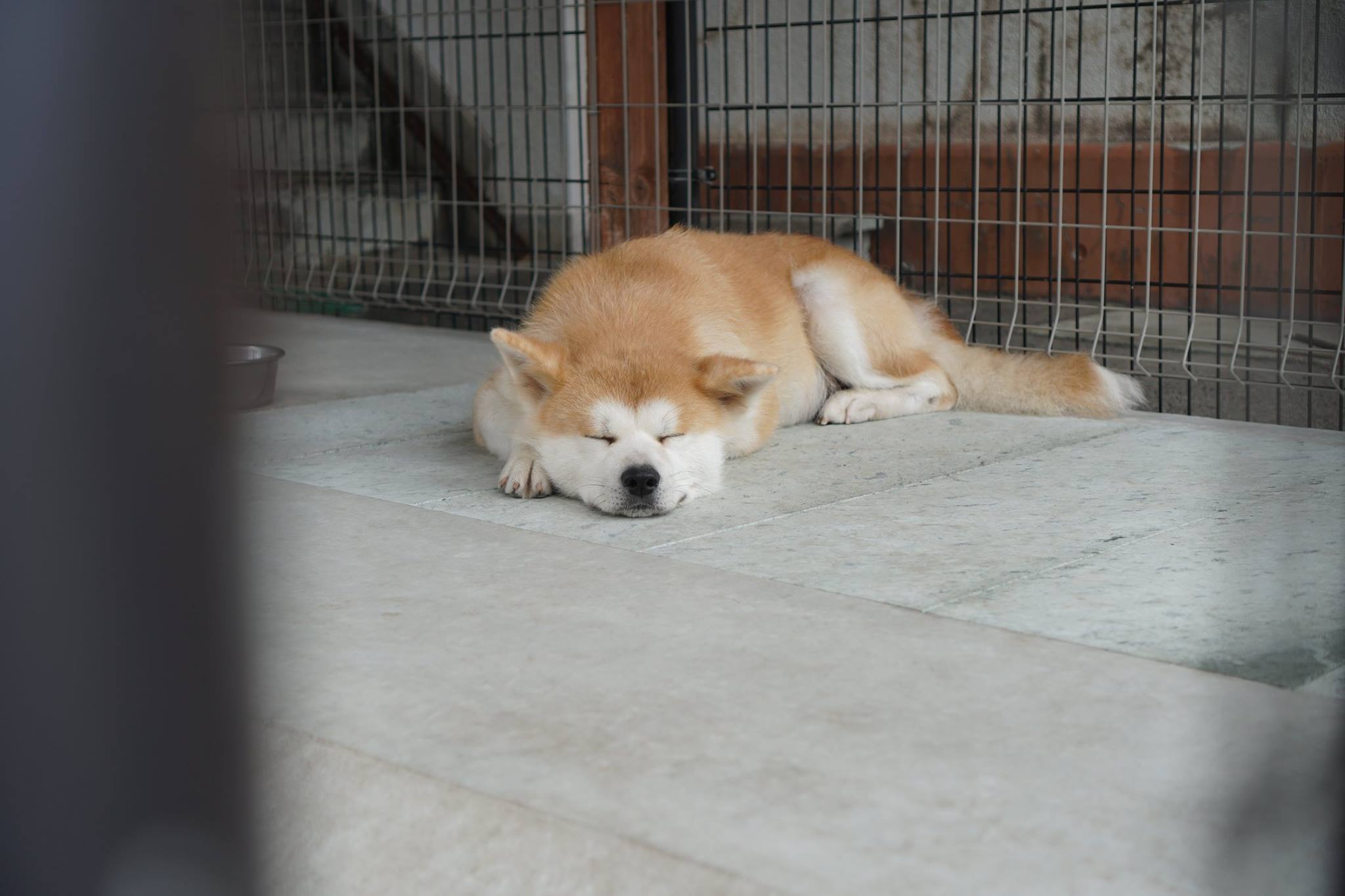 秋田犬に会いに行く◆秋田犬保存会/秋田犬会館