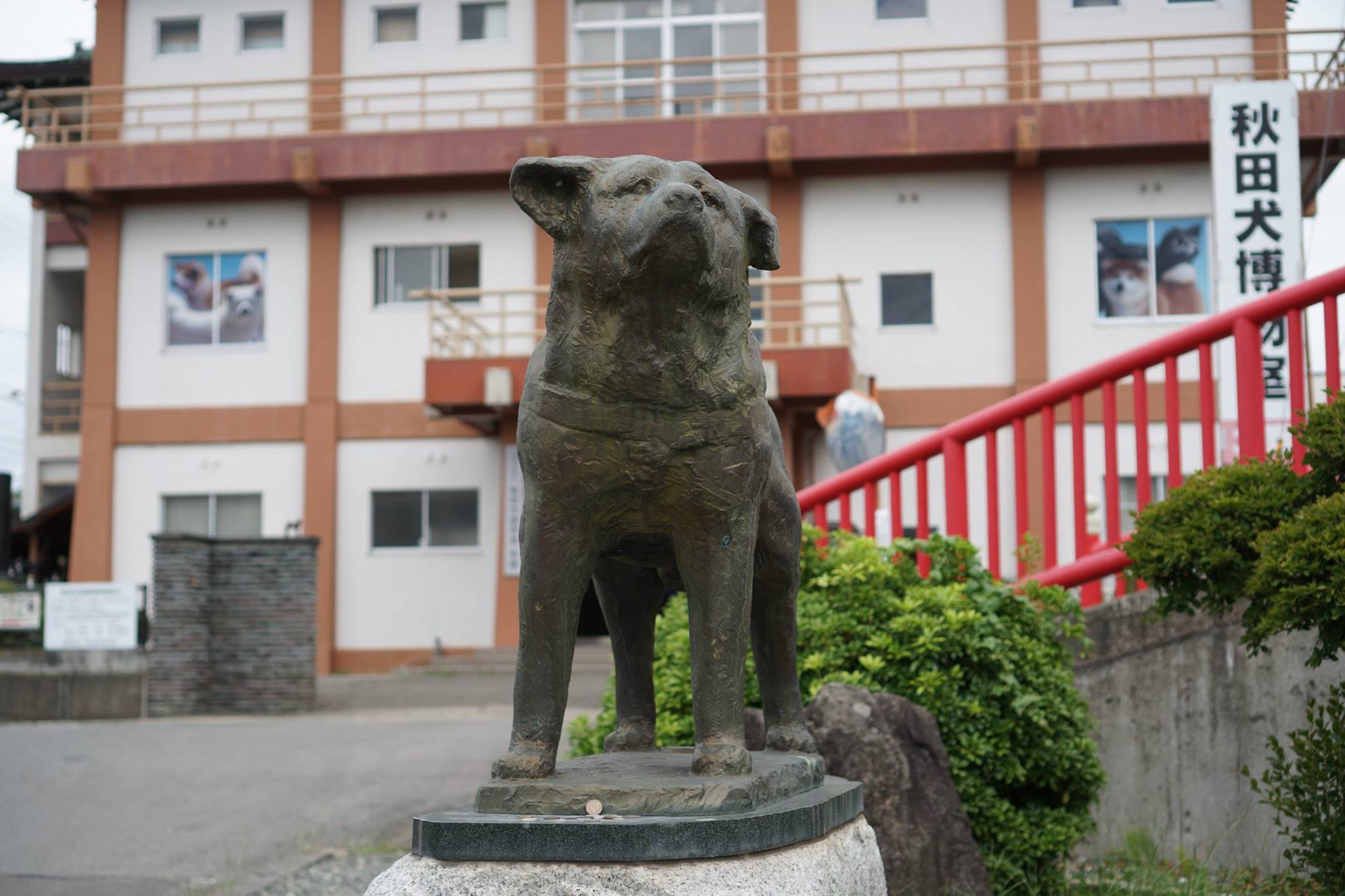 秋田犬に会いに行く◆秋田犬保存会/秋田犬会館