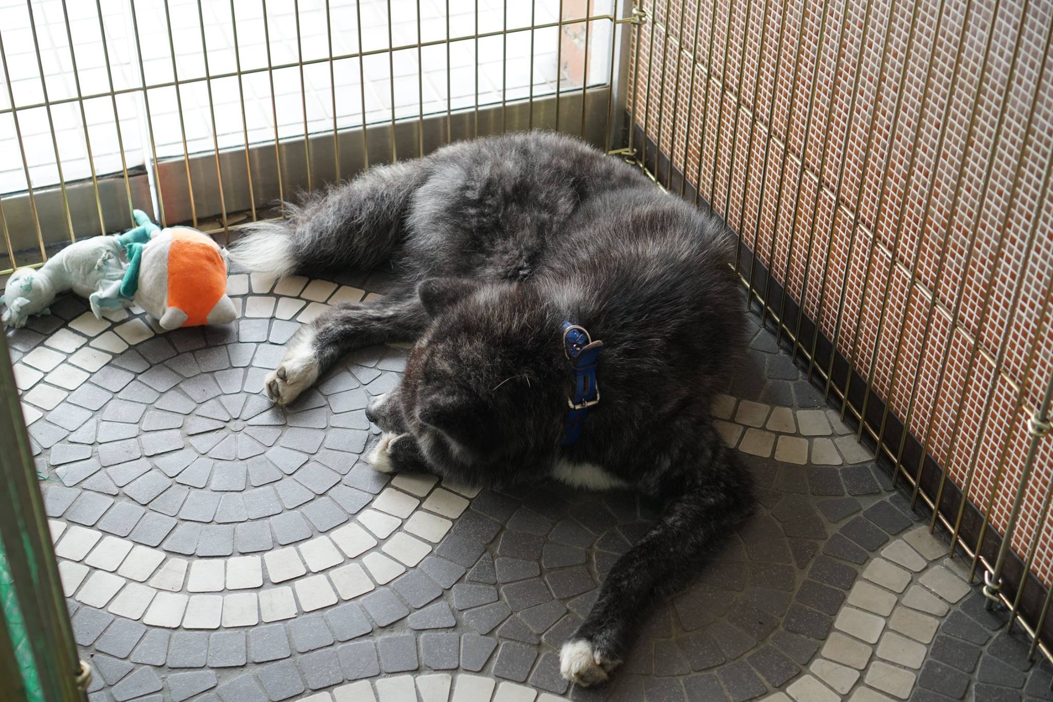 秋田犬に会いに行く◆秋田犬保存会/秋田犬会館