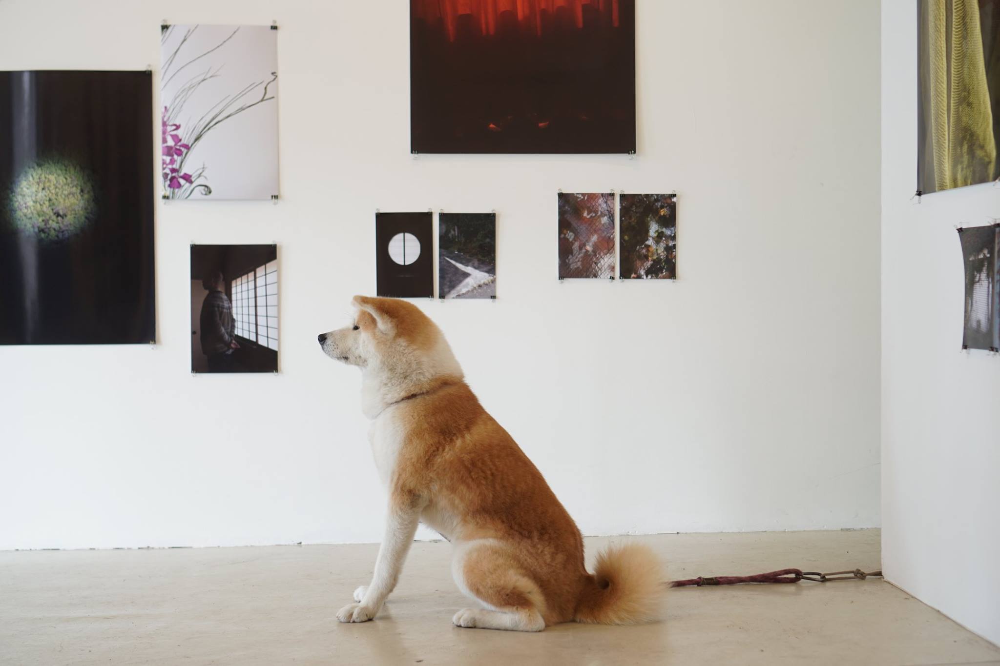秋田犬に会いに行く◆ゼロダテアートセンター