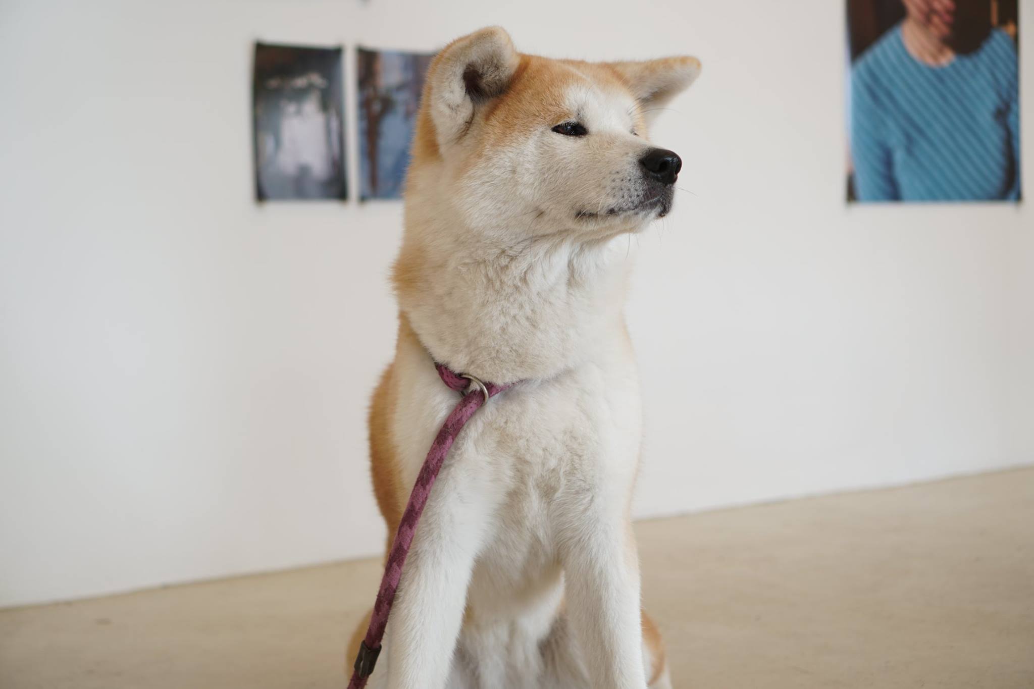 秋田犬に会いに行く◆ゼロダテアートセンター