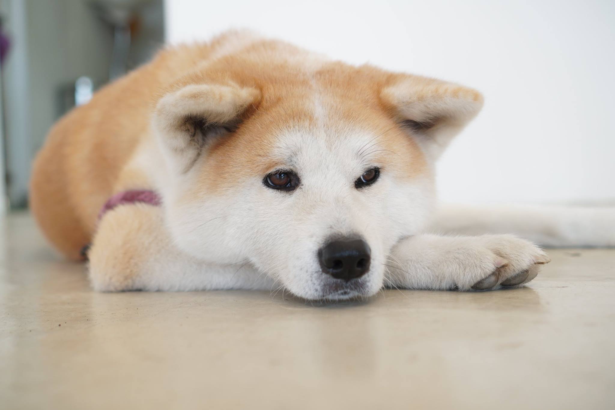 秋田犬に会いに行く◆ゼロダテアートセンター