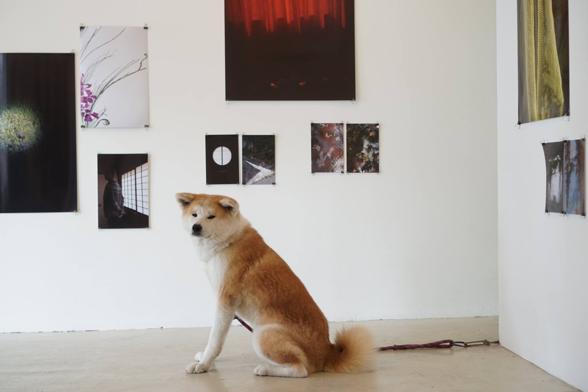 秋田犬に会いに行く◆ゼロダテアートセンター