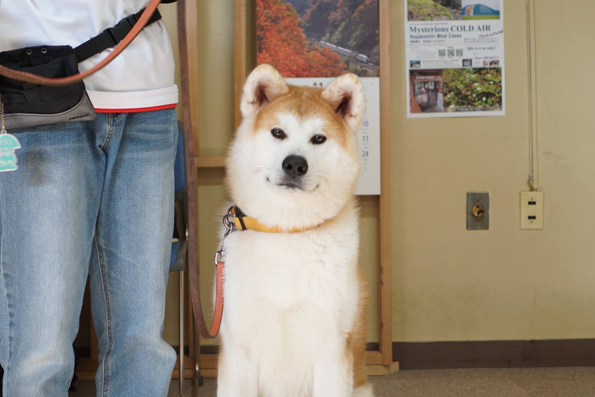 秋田犬に会いに行く◆秋田犬ふれあい処 Part2