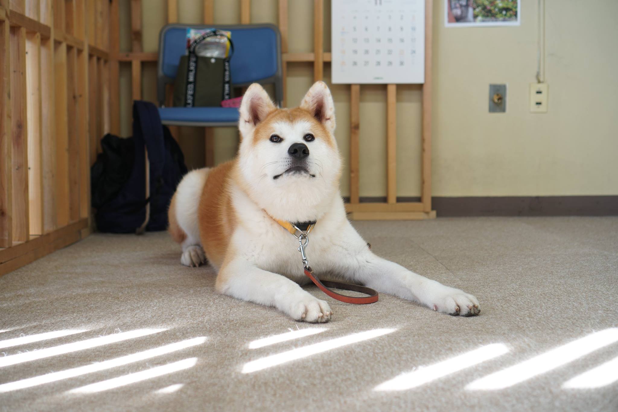 秋田犬に会いに行く◆秋田犬ふれあい処 Part2