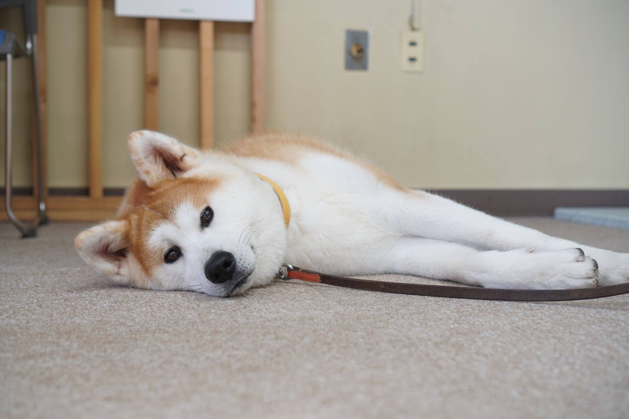 秋田犬に会いに行く◆秋田犬ふれあい処 Part2