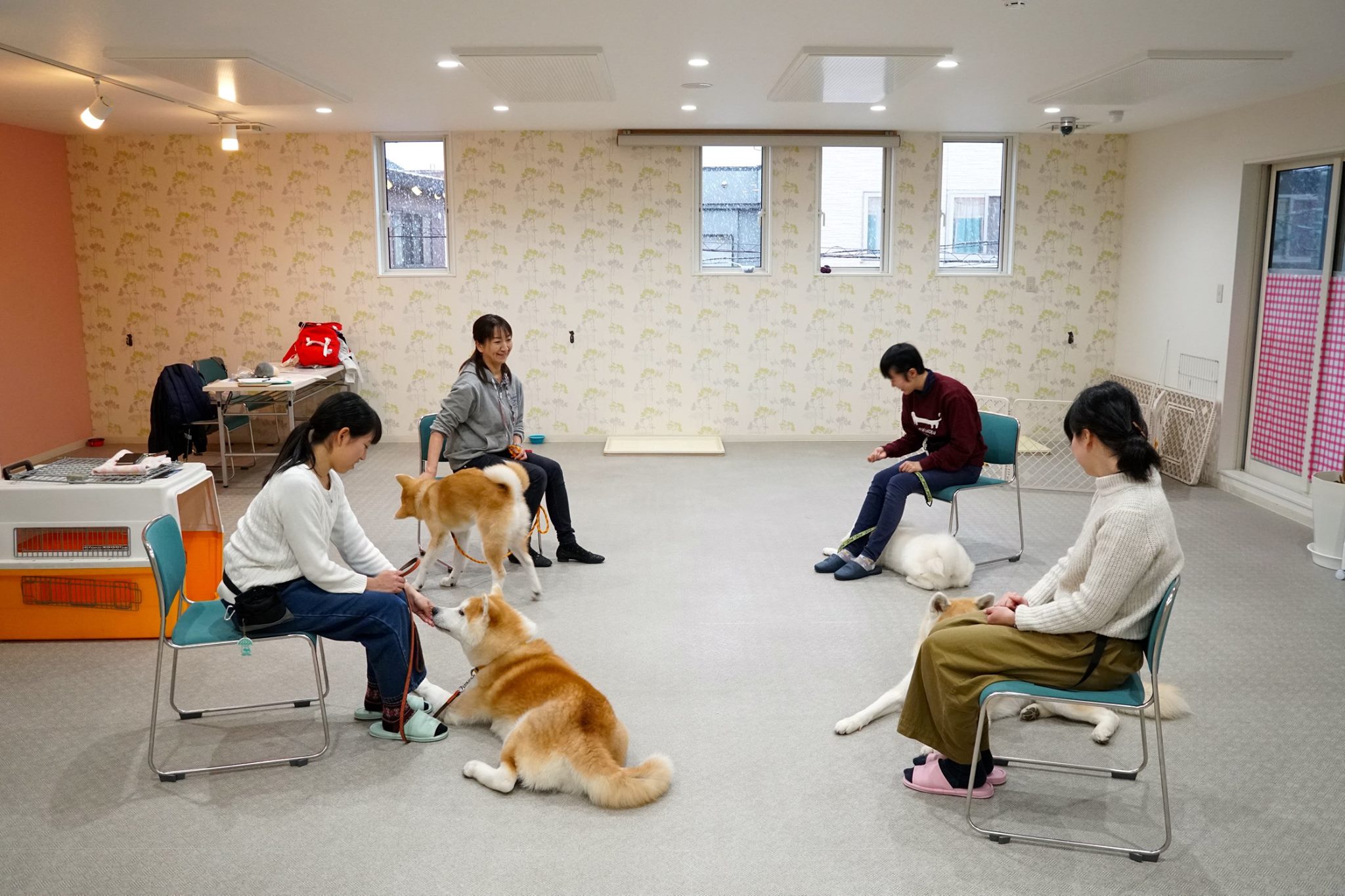 秋田犬のコト