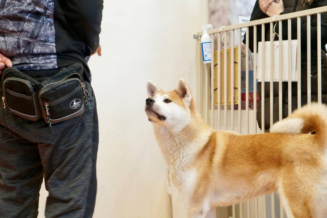 保護犬「華」、里親さんとのトライアルめざしてトレーニング中！